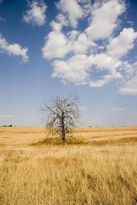 v3/63/342363/3/45777094.IMG_2686_JoburgLionPark.jpg