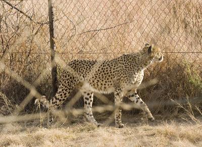v3/63/342363/3/45777098.IMG_2708_JoburgLionPark.jpg