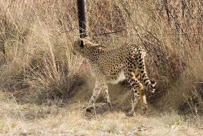 v3/63/342363/3/45777099.IMG_2711_JoburgLionPark.jpg