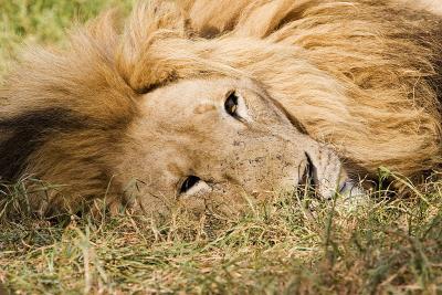 v3/63/342363/3/45777103.IMG_2729_JoburgLionPark.jpg