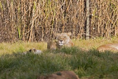 v3/63/342363/3/45777104.IMG_2734_JoburgLionPark.jpg