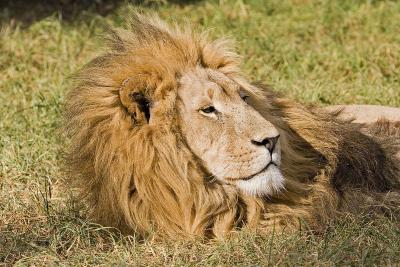 v3/63/342363/3/45777105.IMG_2737_JoburgLionPark.jpg