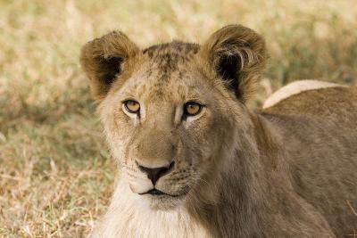 v3/63/342363/3/45777108.IMG_2745_JoburgLionPark.jpg