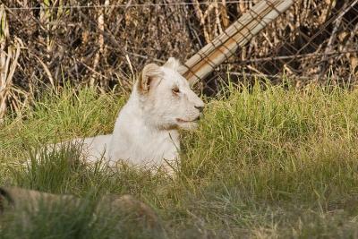 v3/63/342363/3/45777110.IMG_2757_JoburgLionPark.jpg