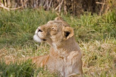 v3/63/342363/3/45777114.IMG_2769_JoburgLionPark.jpg