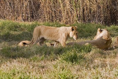 v3/63/342363/3/45777115.IMG_2771_JoburgLionPark.jpg