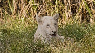 IMG_2774_Joburg Lion Park.jpg