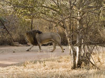 IMG_2789_Joburg Lion Park.jpg