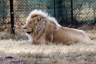 v3/63/342363/3/45777128.IMG_2803_JoburgLionPark.jpg