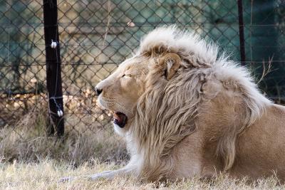 v3/63/342363/3/45777129.IMG_2804_JoburgLionPark.jpg