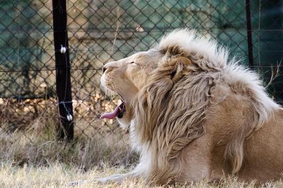 v3/63/342363/3/45777132.IMG_2807_JoburgLionPark.jpg