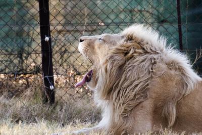 v3/63/342363/3/45777133.IMG_2808_JoburgLionPark.jpg