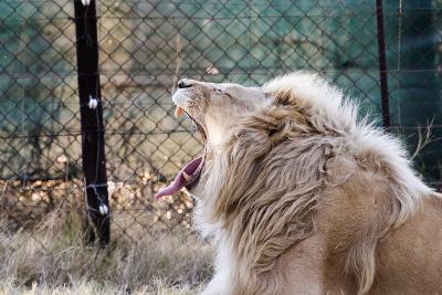v3/63/342363/3/45777135.IMG_2810_JoburgLionPark.jpg