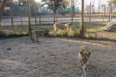 v3/63/342363/3/45777137.IMG_2816_JoburgLionPark.jpg