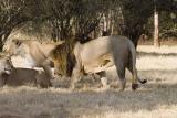 IMG_2786_Joburg Lion Park.jpg