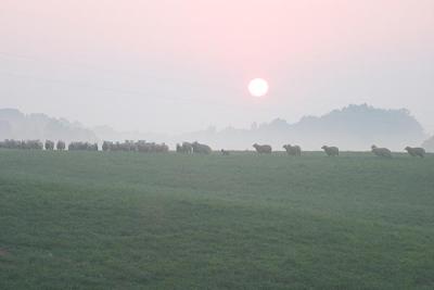 sunrise sheep.jpg