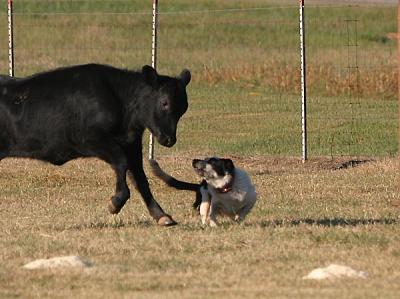 Wolf heads a rogue calf