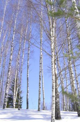 Birches at Kurgjrve