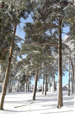 Pines at Nmme, Tallinn, Estonia