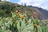 Cactuses blooming, Madeira