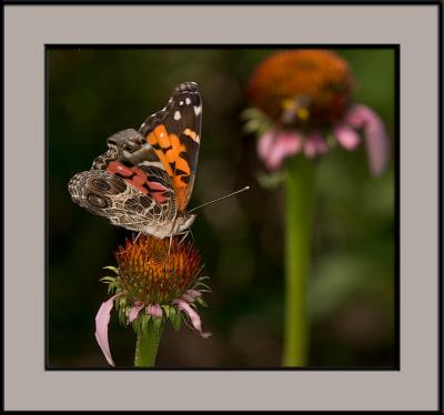  Jim Henderson's Photography Workshops at Callaway Gardens: Schedule and Details
