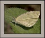 CRW_3181.jpg