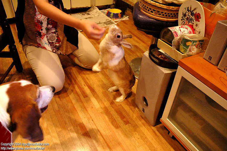 Tokyo - Rabbit + Beagle