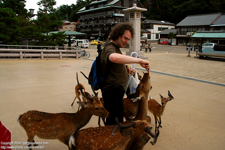 Miyajima 宮島 - Deer