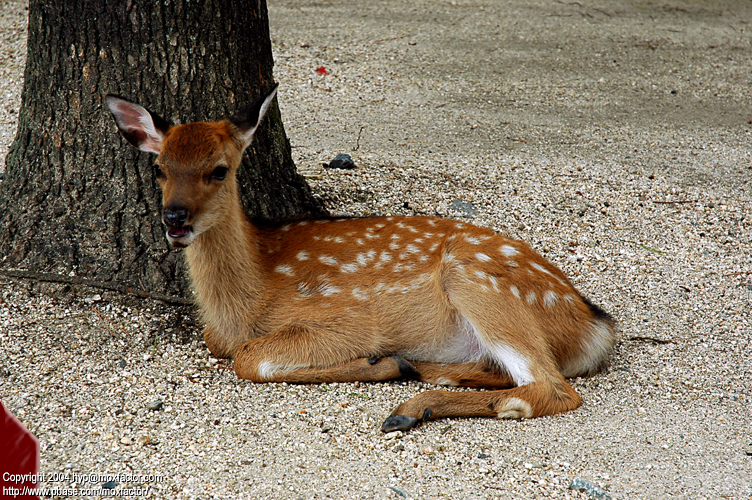 Miyajima 宮島 - Deer
