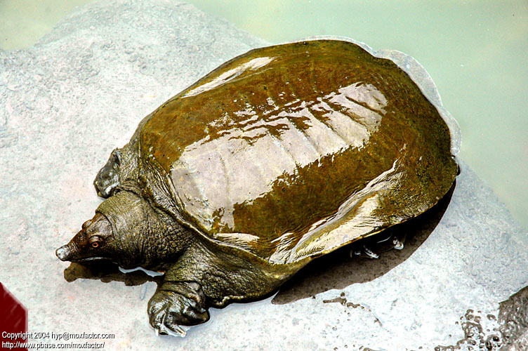 Hangzhou 杭州 - 水魚/甲魚 Soft-shelled Turtle