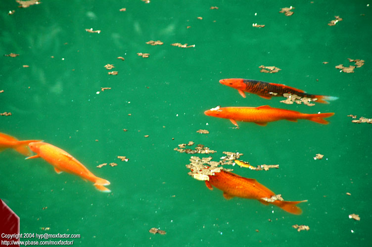 Hangzhou 杭州 - 錦鯉 Koi