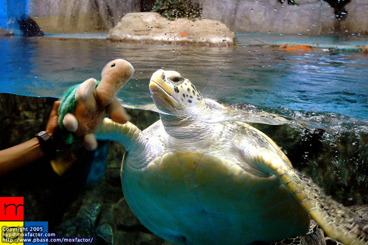 Dalian 大連 - 綠海龜 Green Turtle