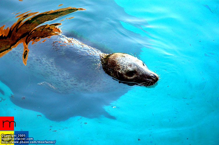 Dalian 大連 - Seal