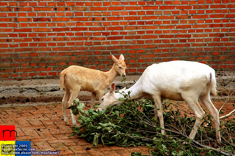 Jilin 吉林 - Goat