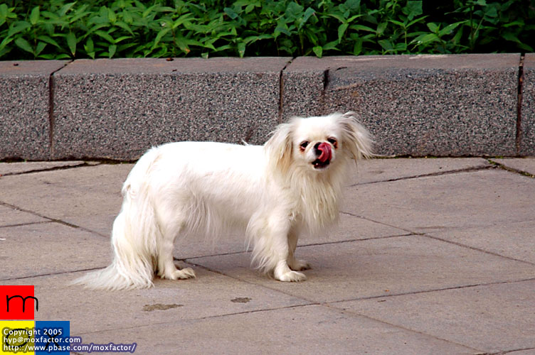 Changchun 長春 - Local Film Studio 影城 - 京巴狗 Pekinese
