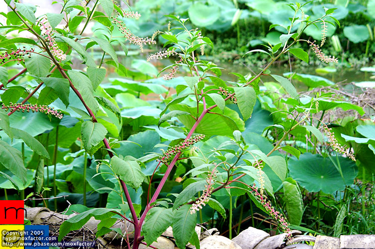 Jinhua 金華
