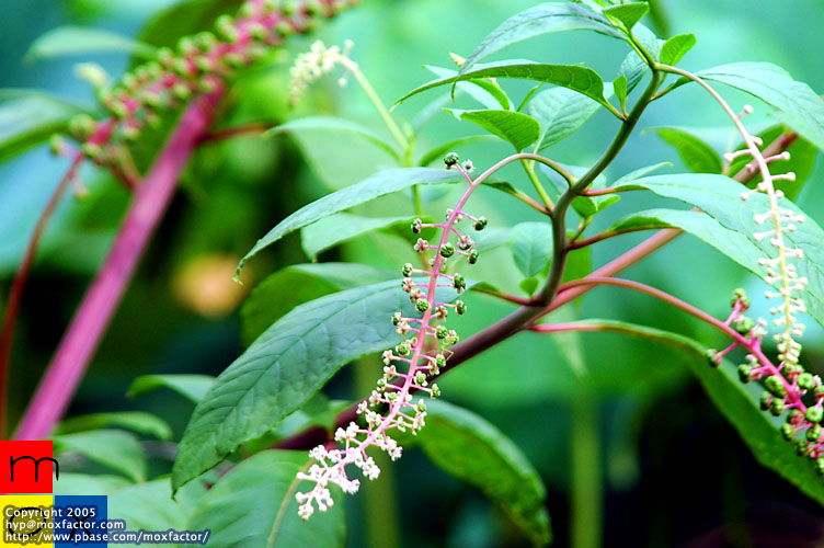 Jinhua 金華
