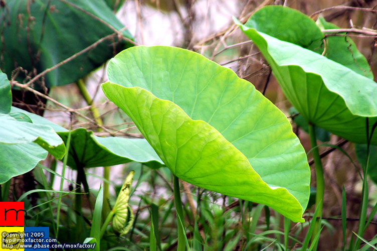 Jinhua 金華