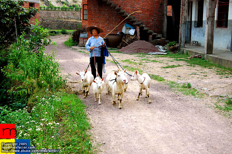 Jinhua 金華 - Goats
