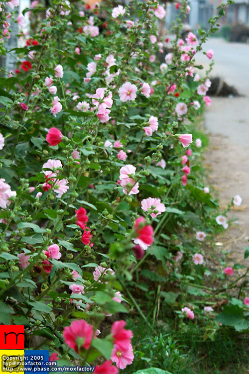 Jinhua 金華