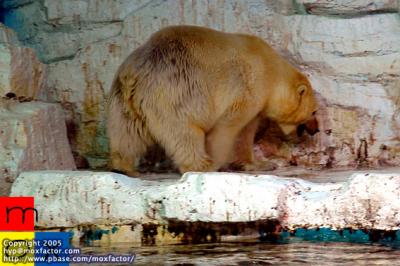 Dalian 大連 - 北極熊 Polar Bear