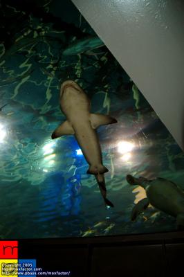 Dalian 大連 - 鈍鼻鯊 Bluntnose Shark