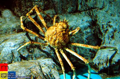 Dalian 大連 - 蜘蛛蟹 Spider Crab
