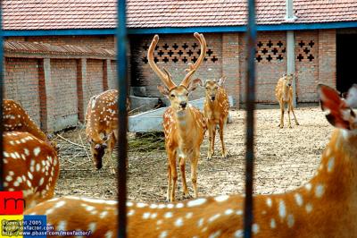 Jilin 吉林 - Deer