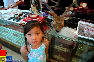 Changchun 長春 - My niece in a deer horn/ginseng shop (長春 - 參茸店, 外甥女)