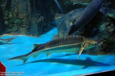 Dalian 大連 - 鱘魚 Sturgeon (Scaphirhynchus albus)