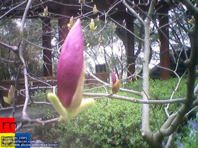 is this magnolia?