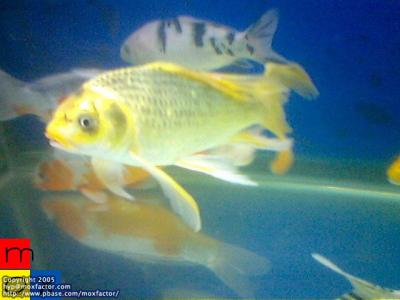 strange goldfish with long pectoral fins