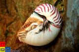Dalian 大連 - 鸚鵡螺 Nautilus