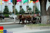 Harbin 哈爾濱 - Horses